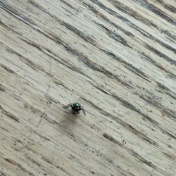 Weis Markets - Dead bug