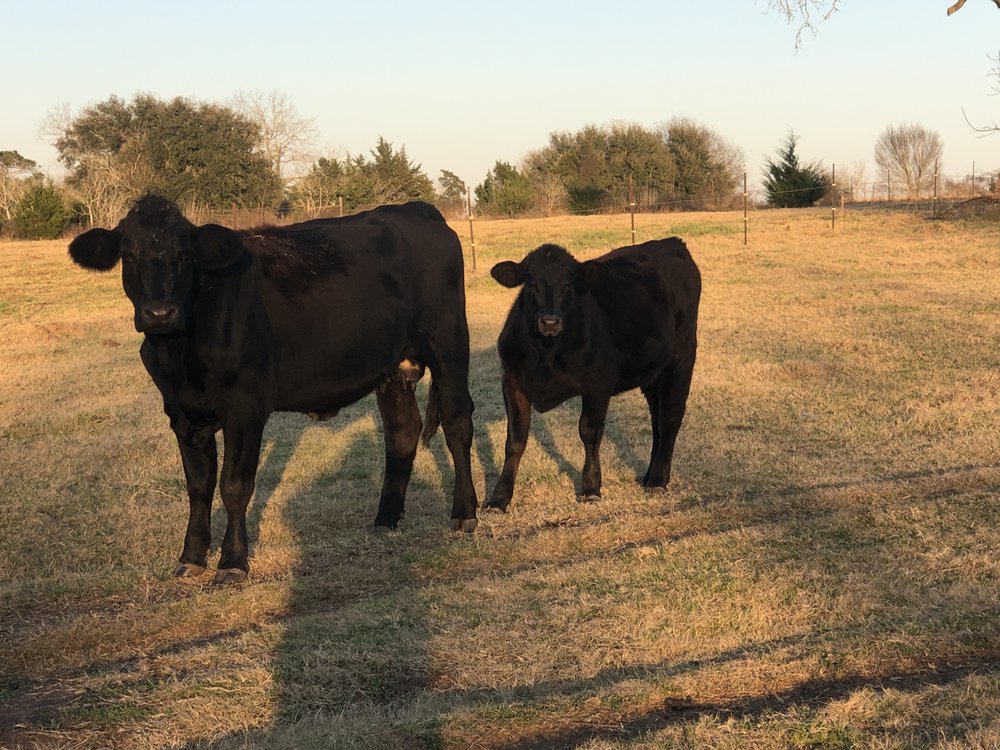 SWISS ALP CATTLE Updated March 2024 4939 US77, Schulenburg, Texas