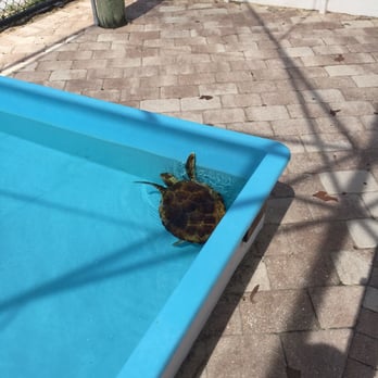 Loggerhead Marinelife Center - Swimming turtle! - Community Service/Non-Profit Near Me - Juno Beach, Florida Loggerhead Marinelife Center - Swimming turtle! - Community Service/Non-Profit Near Me - Juno Beach, Florida