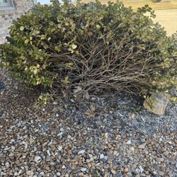 Dex's Tree Service - Trimmed bush - notice one side of it was cut back too far