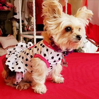 Magnolia Boutique - Lexi the store puppy - Women's Clothing Near Me - Arcadia, California Magnolia Boutique - Lexi the store puppy - Women's Clothing Near Me - Arcadia, California
