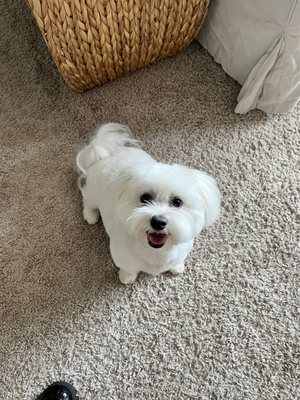 Park Cities Pet Salon