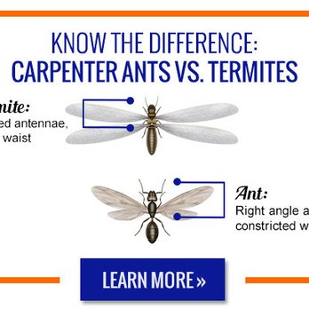 Hi-Tech Termite Control - Great description showing the difference between a termite and a standard household carpenter ant. Image courtesy of Terro's website. - Pest Control Near Me - Poway, California