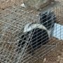 Photo of Cen-Tex Wildlife Control