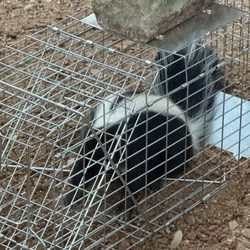 Cen-Tex Wildlife Control - The skunk we caught