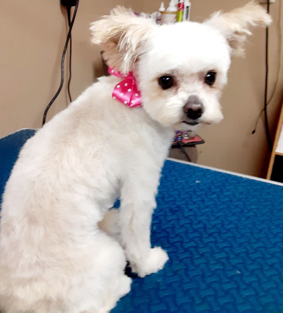 GILMER DOG HOUSE Updated August 2024 17 Photos 3174 TX154 E