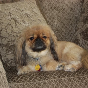 Village Pet Inn - What I asked for..... - Pet Sitting Near Me - Vero Beach, Florida Village Pet Inn - What I asked for..... - Pet Sitting Near Me - Vero Beach, Florida