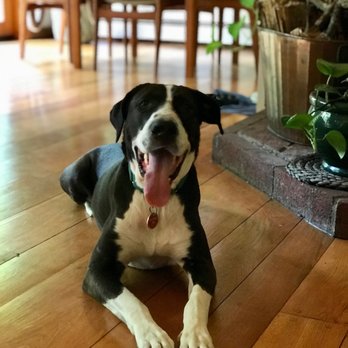 Drea Dog World - Pet Training Near Me