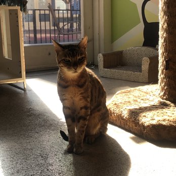 The Cat Cafe - Leo - Coffee & Tea Near Me - San Diego, California The Cat Cafe - Leo - Coffee & Tea Near Me - San Diego, California