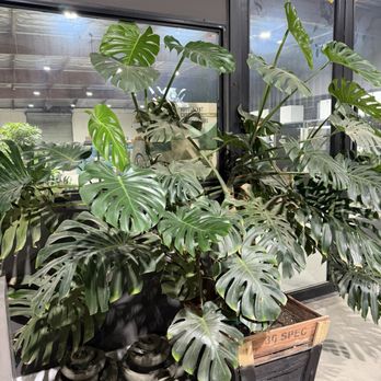 Moon Valley Nurseries - Tree Services Near Me - North Hollywood, California Moon Valley Nurseries - Tree Services Near Me - North Hollywood, California