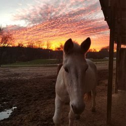 Heavenly Horse Stables