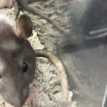 Petco - Rats tail embedded with feces - Pet Stores Near Me - Dedham, Massachusetts