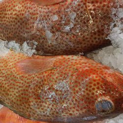 Smile Fish Market - Hine Butter Fish
