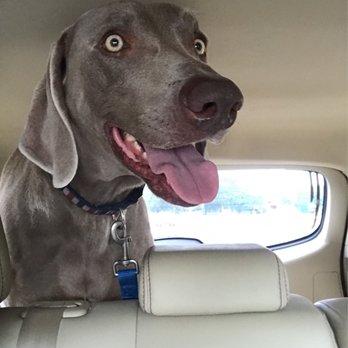All Creatures Pet Lodge Inc. - Pet Sitting Near Me - Oviedo, Florida All Creatures Pet Lodge Inc. - Pet Sitting Near Me - Oviedo, Florida