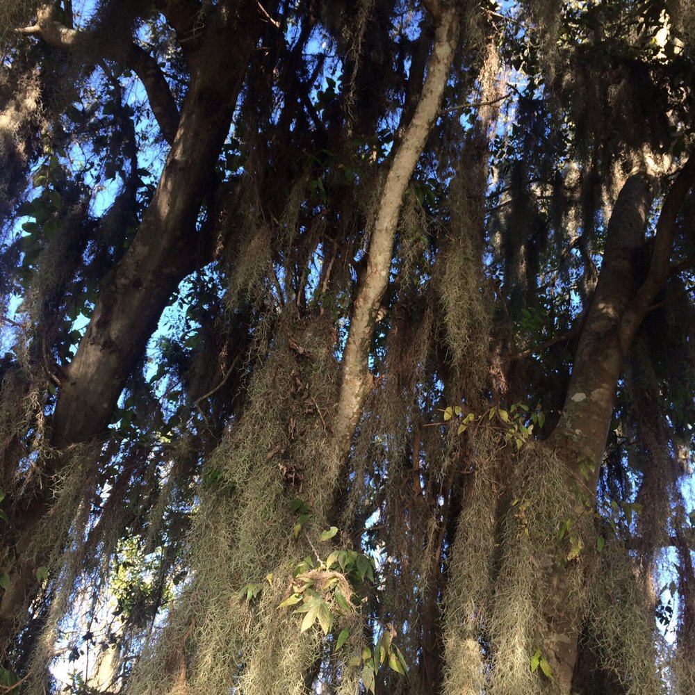 Brazos Bend State Park - Cool tree - Parks Near Me - Needville, Texas