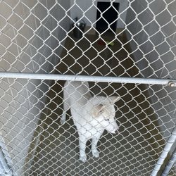 Napa County Animal Shelter and Adoption Center - Bella a very sweet girl which we almost adopted