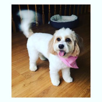 Dirty Dog Grooming - Pet Groomers Near Me - Arlington Heights, Illinois Dirty Dog Grooming - Pet Groomers Near Me - Arlington Heights, Illinois
