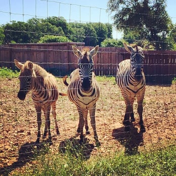 Austin Zoo - Zoos Near Me - Austin, Texas
