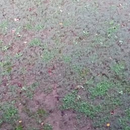 Weeds in my yard after one year of treatment from Turfpride.