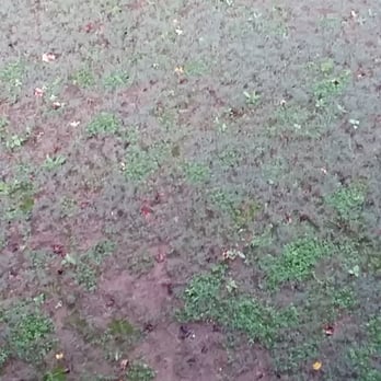 TurfPride - Weeds in my yard after one year of treatment from Turfpride. - Tree Services Near Me - Kennesaw, Georgia