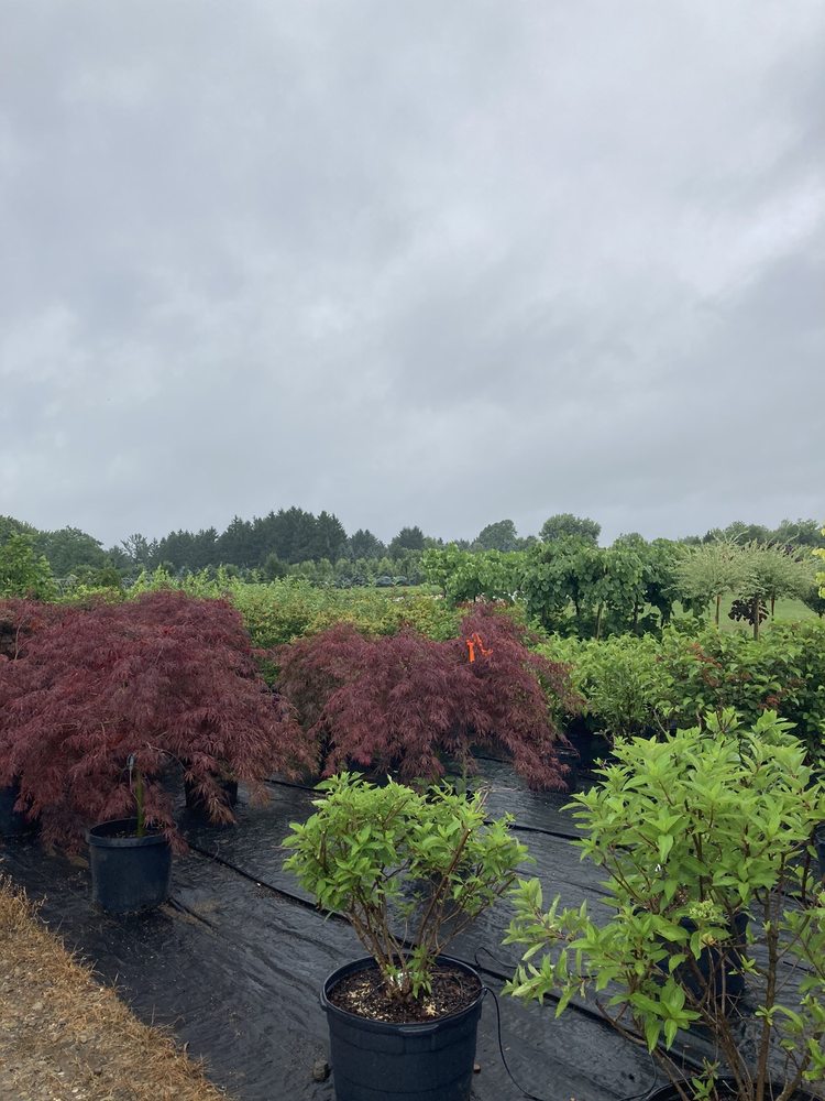 LEUTY NURSERY Updated July 2024 15655 Chillicothe Rd, Novelty, Ohio