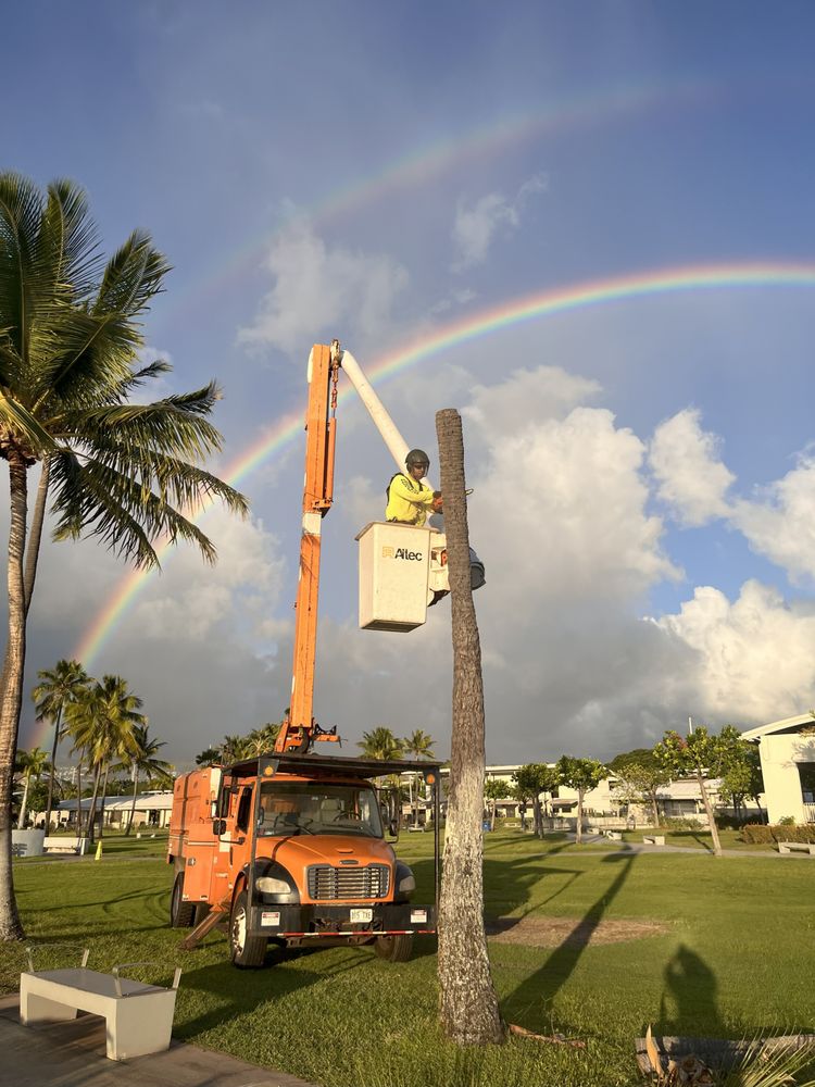 Island Ohana Tree & Landscaping Services - tree service in Ewa Beach, HI