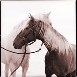 ÆRENA Galleries & Gardens - "Tesoro and Tuscon #1" by Susan Friedman
