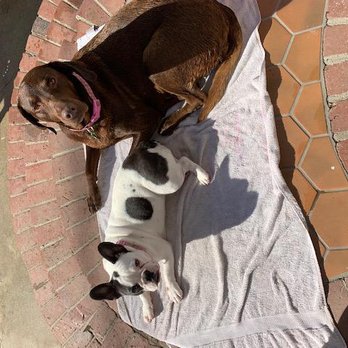 Fur Child Breeds - Pet Breeders Near Me - Torrance, California Fur Child Breeds - Pet Breeders Near Me - Torrance, California