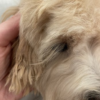 Bowie Barker Lincoln Park - Eyelash that was kept intact (other lash was chopped off) - Pet Groomers Near Me - Chicago, Illinois Bowie Barker Lincoln Park - Eyelash that was kept intact (other lash was chopped off) - Pet Groomers Near Me - Chicago, Illinois