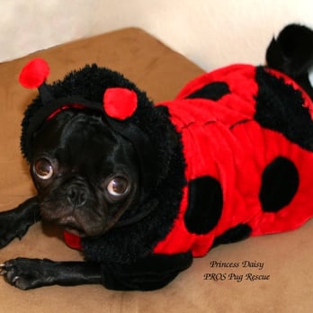 Camp Harmony Dogs - Princess Daisy, Lady Pug - Pet Training Near Me Camp Harmony Dogs - Princess Daisy, Lady Pug - Pet Training Near Me