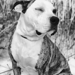 dogisART! photography - your fur, my film.