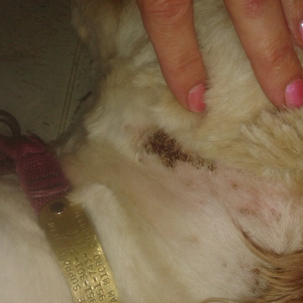 Petco - Wound on my puppy's neck - Pet Stores Near Me - Riverside, California