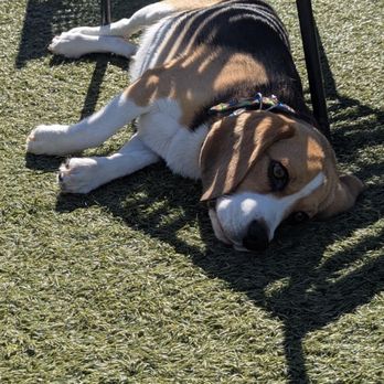 Village Green Dog Park - Resting - Dog Parks Near Me - Mountain View, California