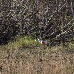 Prairie Pines Preserve