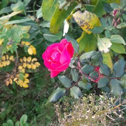 An English Garden B & B - October rose in the English Garden