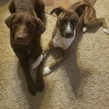 Kyle Animal Hospital - Best buds and healthy buds thanks to KAH. - Veterinarians Near Me - Kyle, Texas