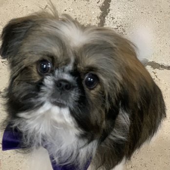 Moises Mobile Grooming - Pet Groomers Near Me