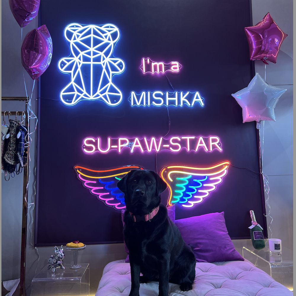 Mishka - Pet Stores Near Me - San Francisco, California Mishka - Pet Stores Near Me - San Francisco, California