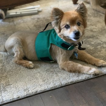 Yap Stores - Teddy in his harness. - Pet Stores Near Me - San Francisco, California Yap Stores - Teddy in his harness. - Pet Stores Near Me - San Francisco, California