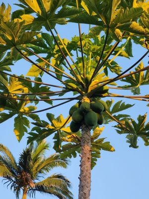 Orchid Tree Bed & Breakfast by null