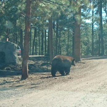 Bearizona - Zoos Near Me - Williams, Arizona