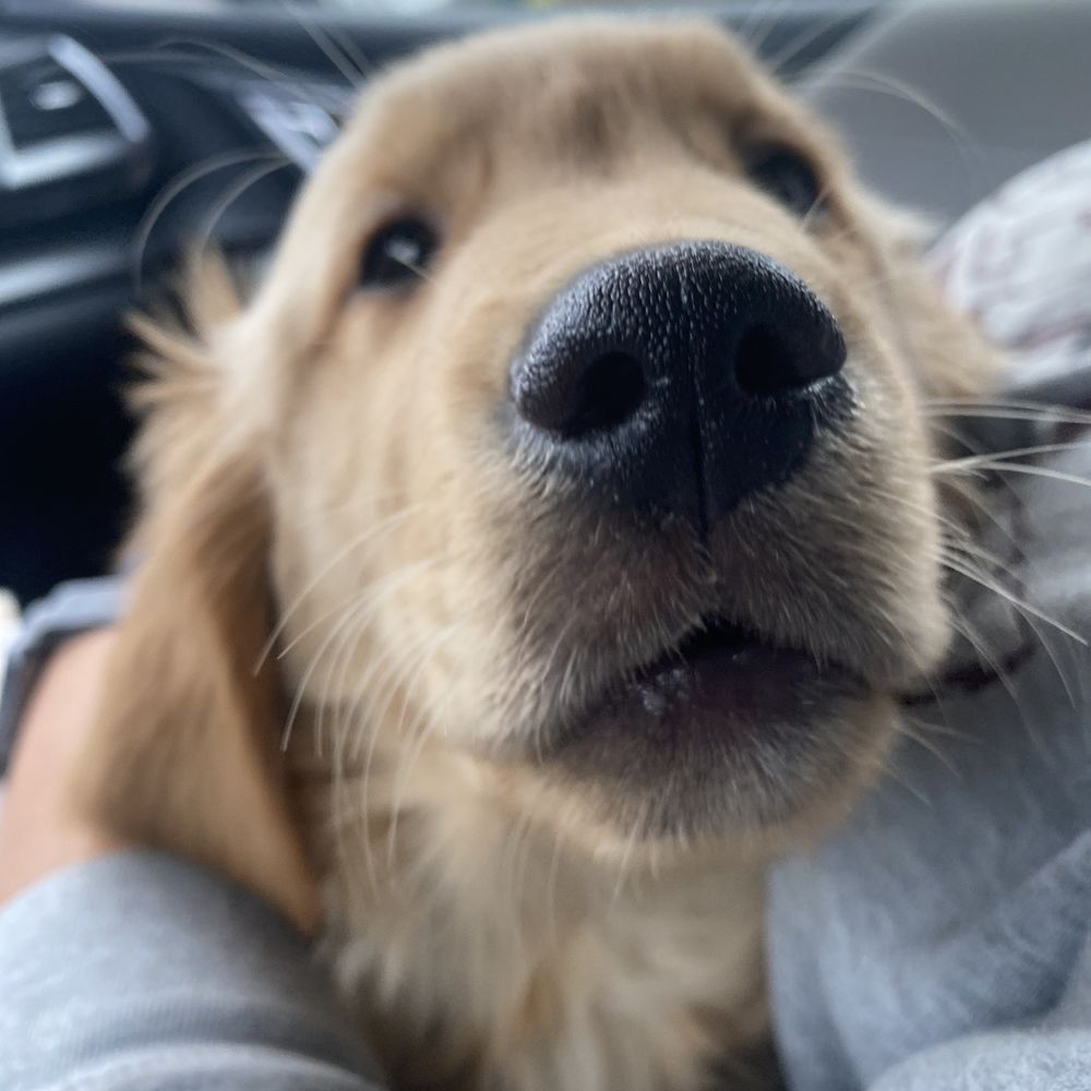 Windy Acres Kennels - Golden Retriever Bourbon - Pet Training Near Me - Freeland, Michigan Windy Acres Kennels - Golden Retriever Bourbon - Pet Training Near Me - Freeland, Michigan