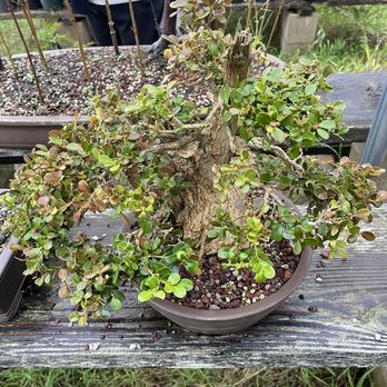 Muranaka Bonsai Nursery - A Boxwood... - Nurseries & Gardening Near Me - Nipomo, California Muranaka Bonsai Nursery - A Boxwood... - Nurseries & Gardening Near Me - Nipomo, California