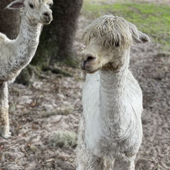 LunaSea Alpaca Farm - Attraction Farms Near Me - Clermont, Florida LunaSea Alpaca Farm - Attraction Farms Near Me - Clermont, Florida