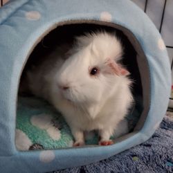 My Guinea Guests