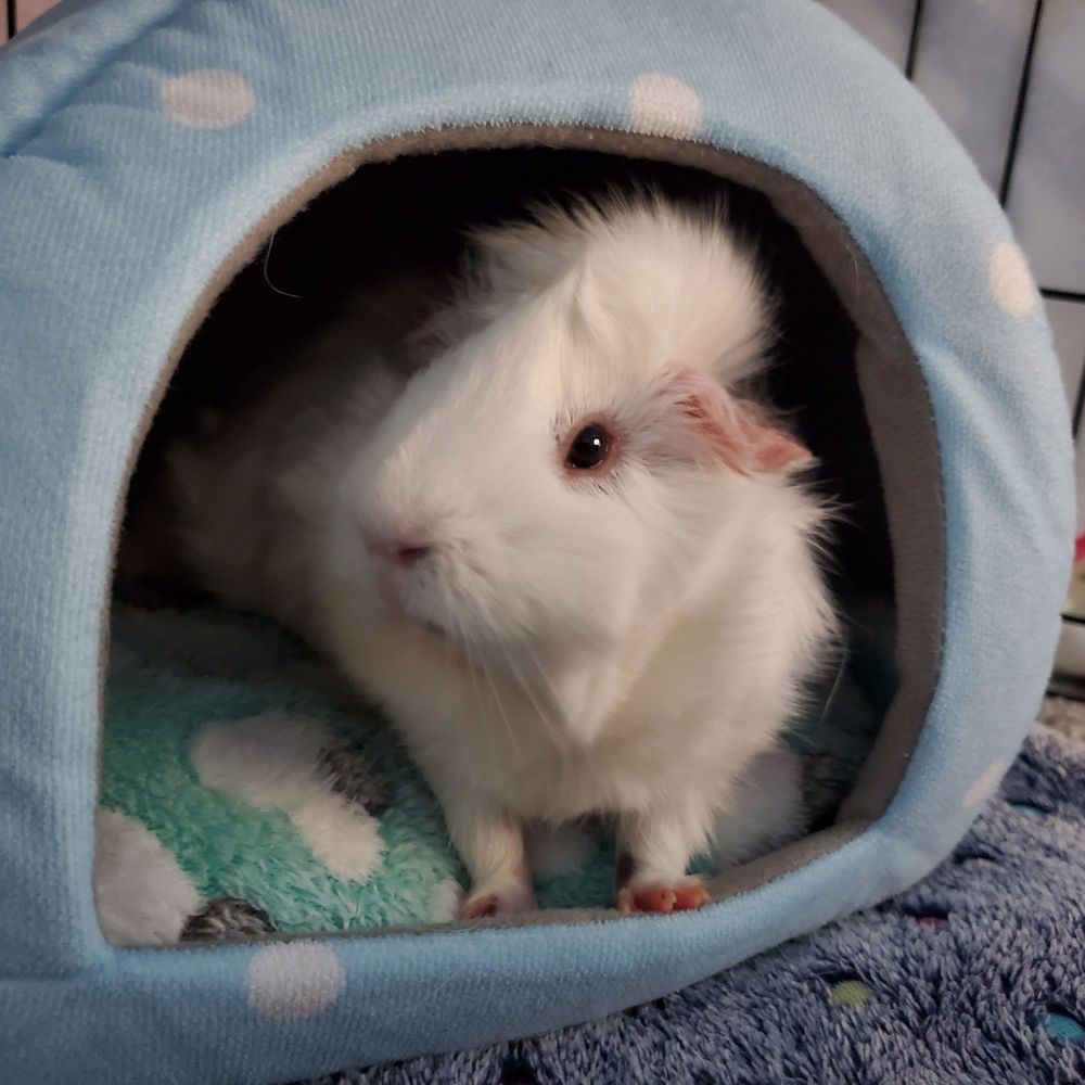My Guinea Guests - pet boarding facility in Kent, WA
