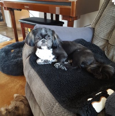 Shampoochies dog grooming