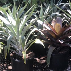Gonzales Plants Nursery - Bromeliads