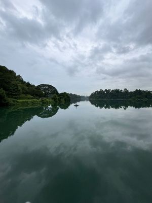 MacRitchie Reservoir by null