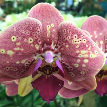 The Orchid Man - Florists Near Me - Los Angeles, California